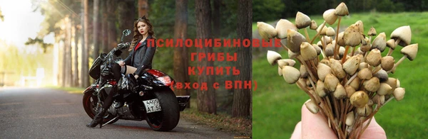 прущие грибы Абаза